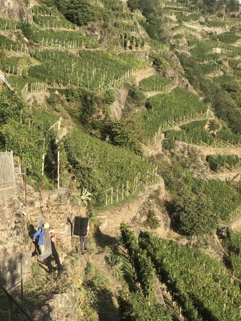 Sassella